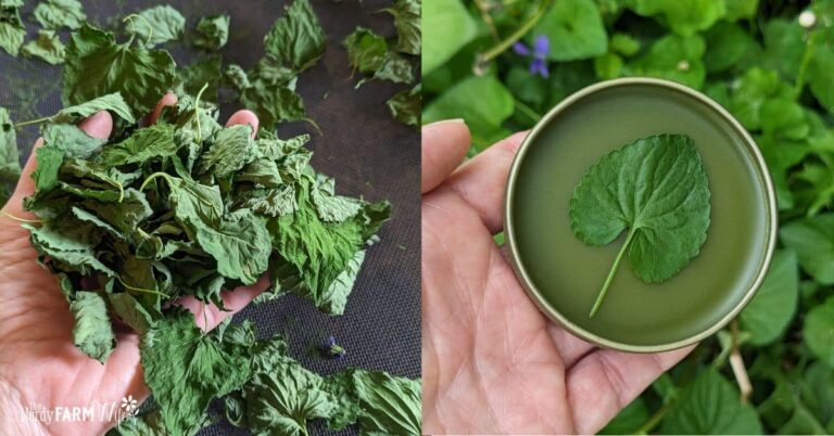 a handful of dried violet leaves and a tin of green violet leaf salve