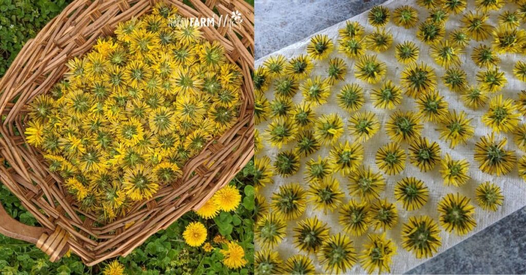 a basket of dandelions, plus drying the flowers on a paper towel