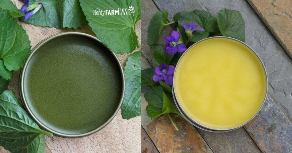 violet leaf salve on the left is made more green by adding a splash of high proof alcohol to the herbs before infusing in oil