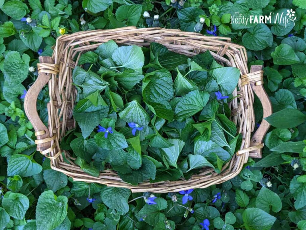 a basket of wild violet leaves and flowers