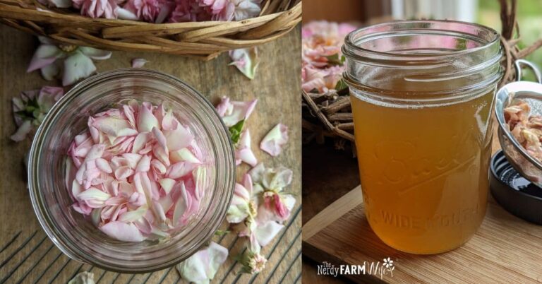 overhead view of jar of fresh pink rose petals beside a finished rose oxymel remedy