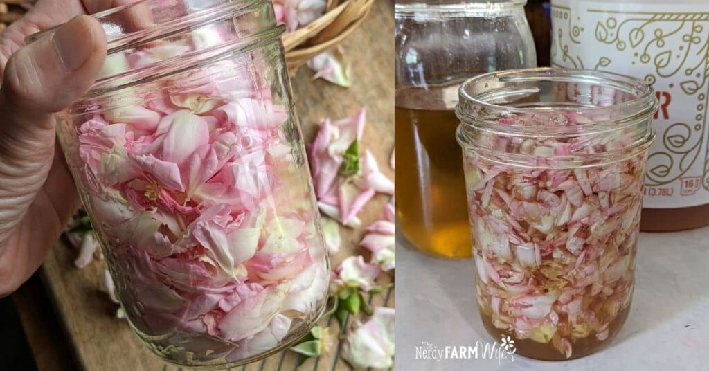 jar of fresh rose petals before and after adding honey and vinegar