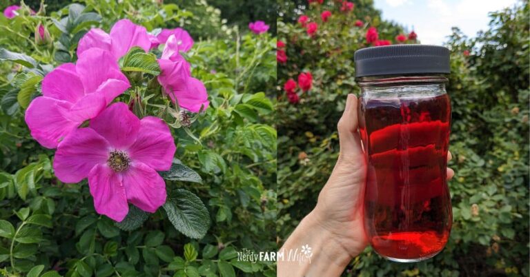 rugosa roses and a jar of rose vinegar