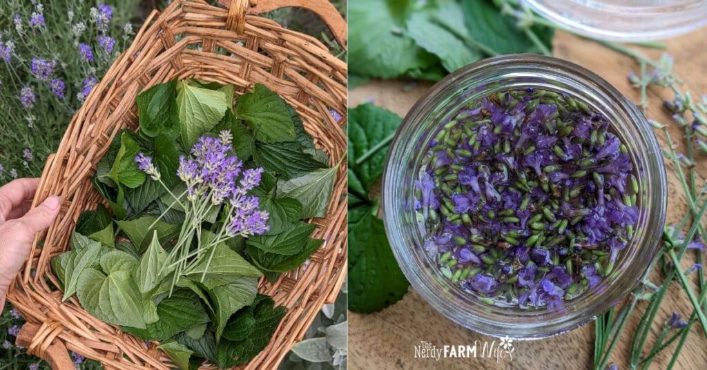 basket of violet leaves and lavender flowers, jar of lavender flower tincture