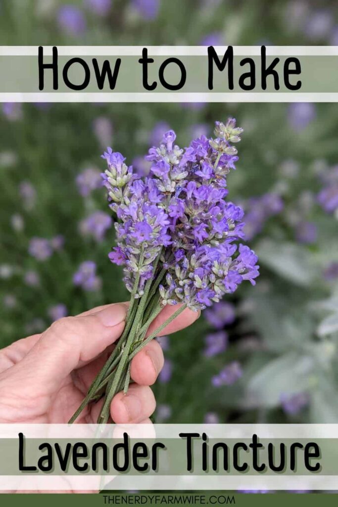 woman's hand holding a small bundle of fresh lavender flowers
