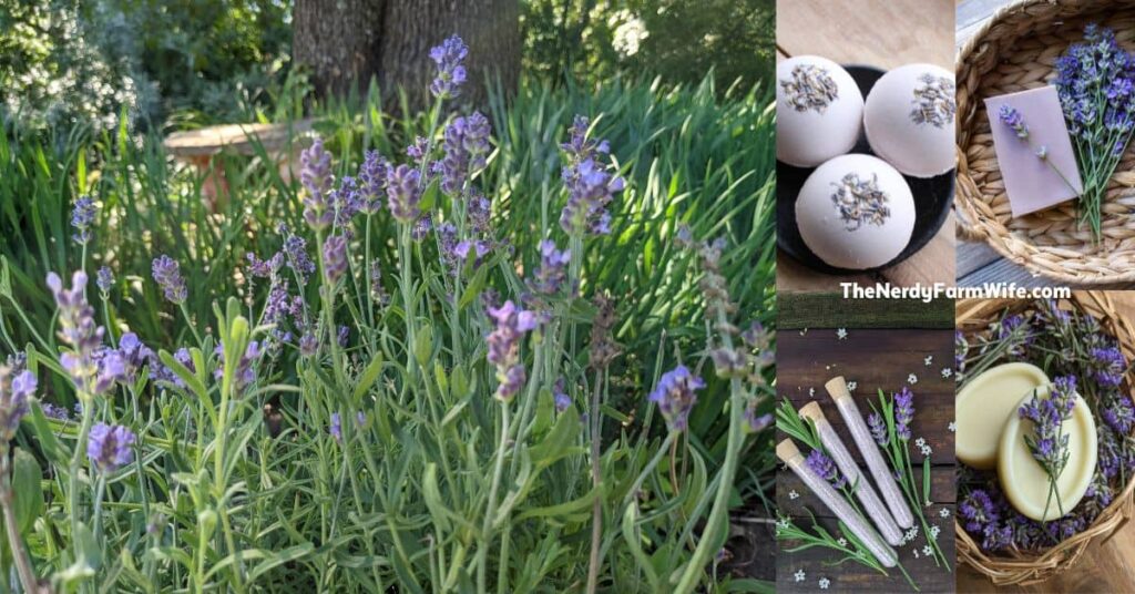 fresh lavender, bath bombs, lavender soap, lotion bars