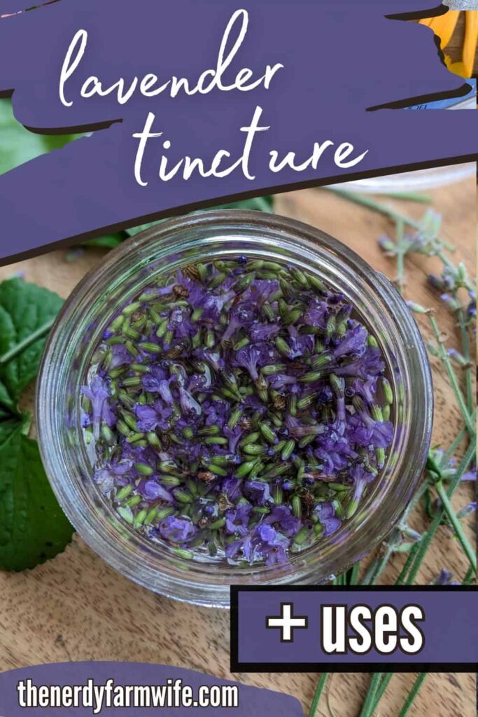 jar of lavender flowers being turned into tincture