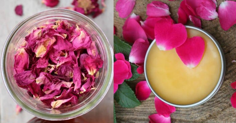 rose petals and a tin of rose salve
