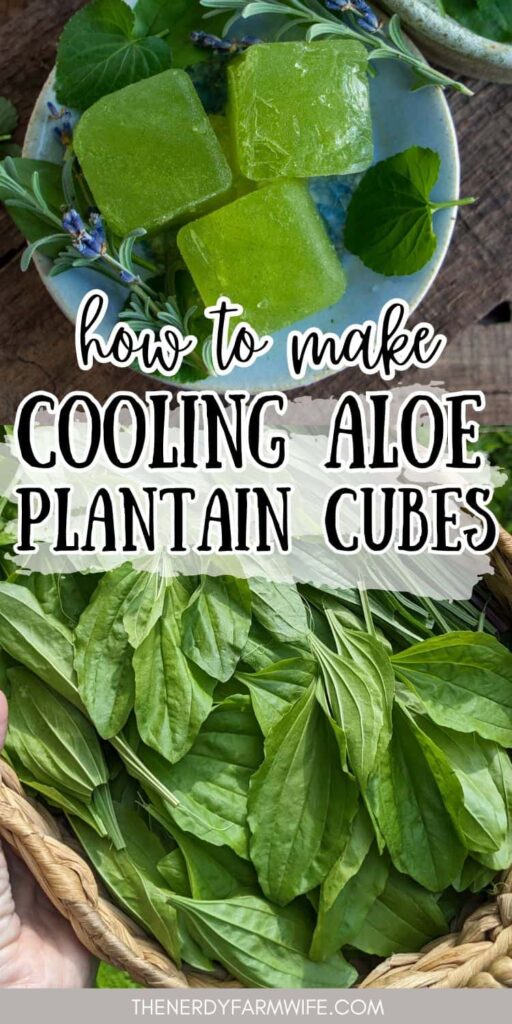 frozen herbal cubes made with fresh plantain leaves and aloe