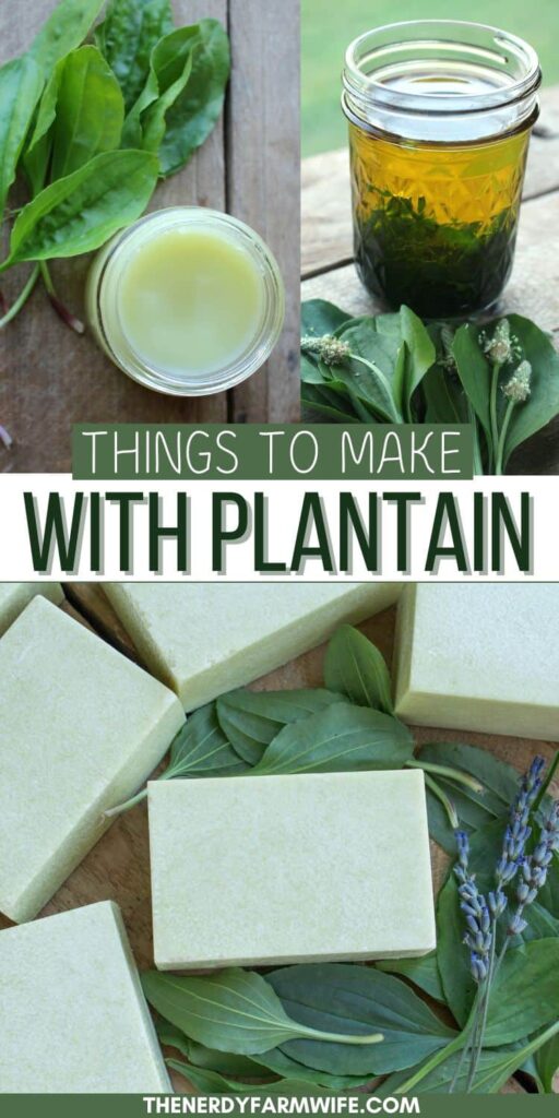 plantain soap, oil, and balm