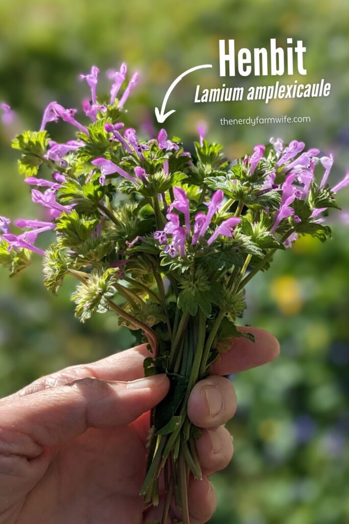 a bouquet of blooming henbit Lamium amplexicaule that will be used to make a pain salve