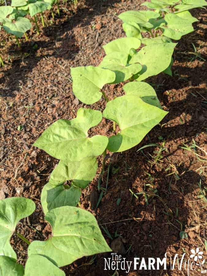 Young bean seedlings