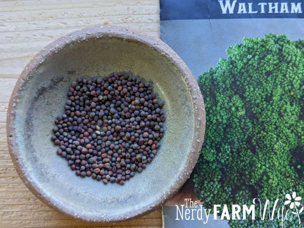 Broccoli seeds in bowl