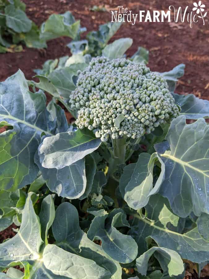 Head of broccoli on broccoli plant