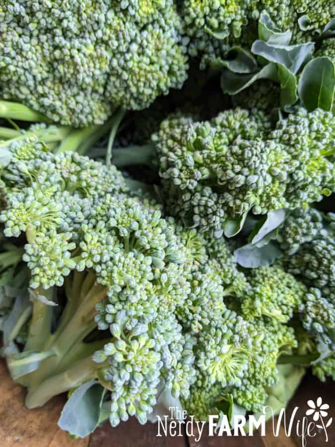 broccoli florets