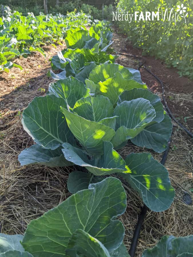 cabbage plants in long row