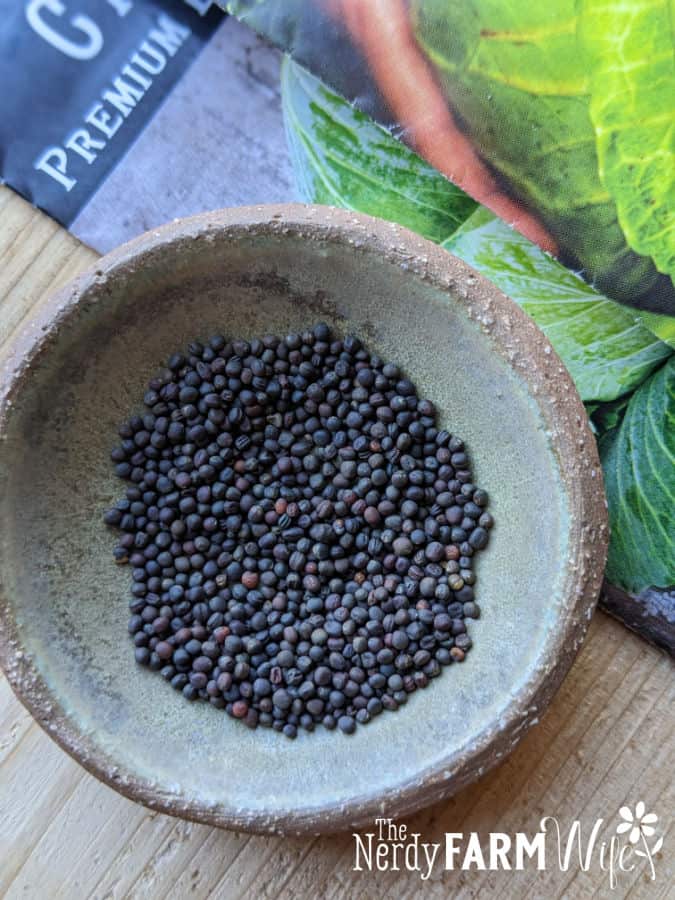 cabbage seeds in bowl