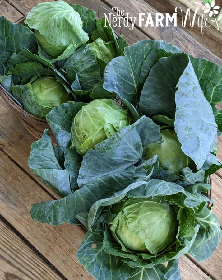 heads of cabbage