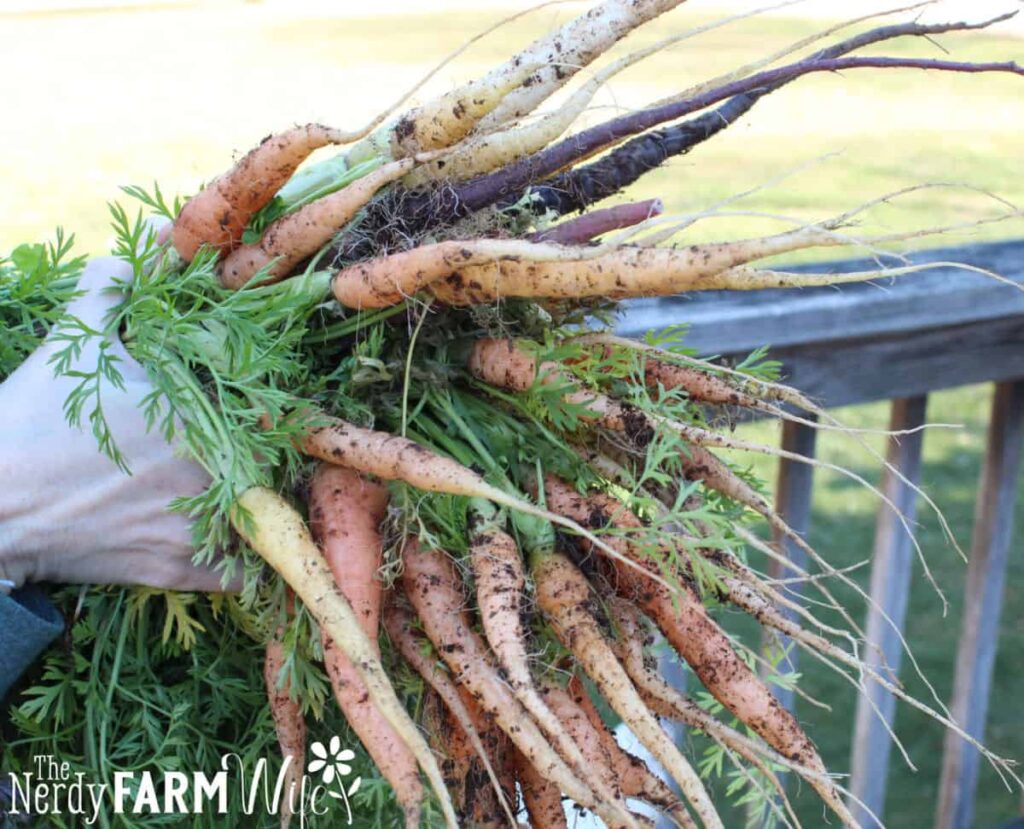 big bundle of multi colored carrots