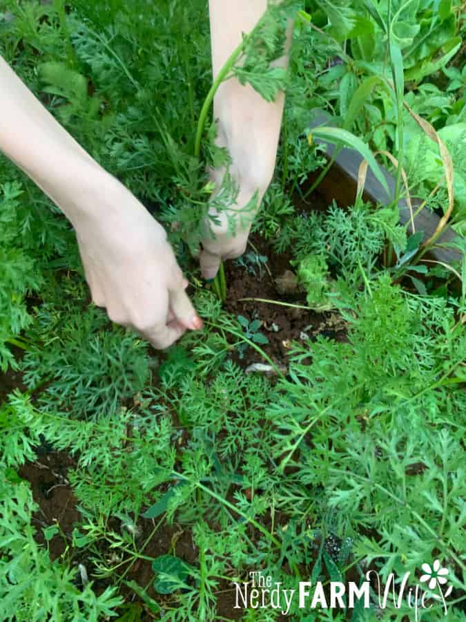 hands pulling carrots