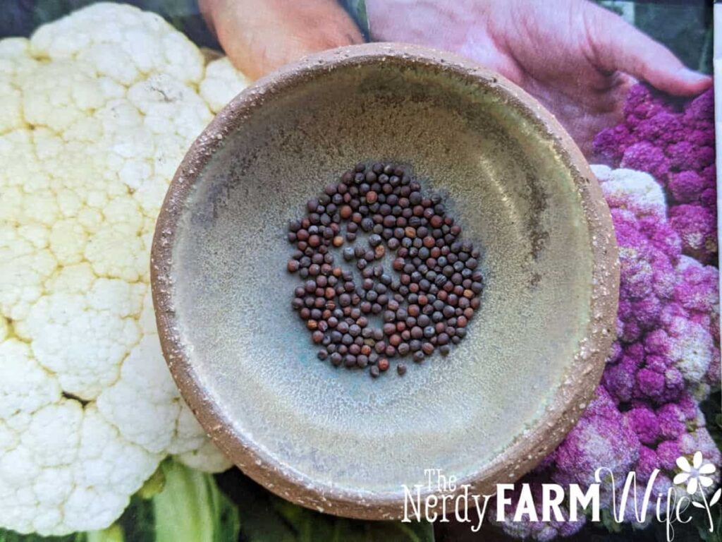 cauliflower seeds in bowl