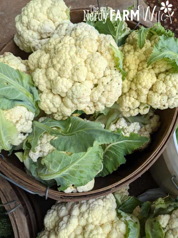 basket of cauliflower heads