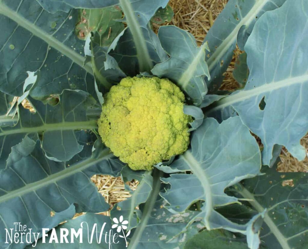 green cauliflower in center of plant