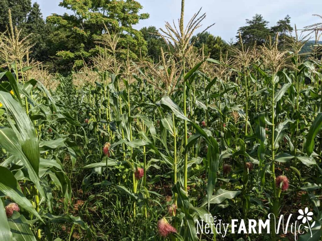 cornfield full of corn stalks