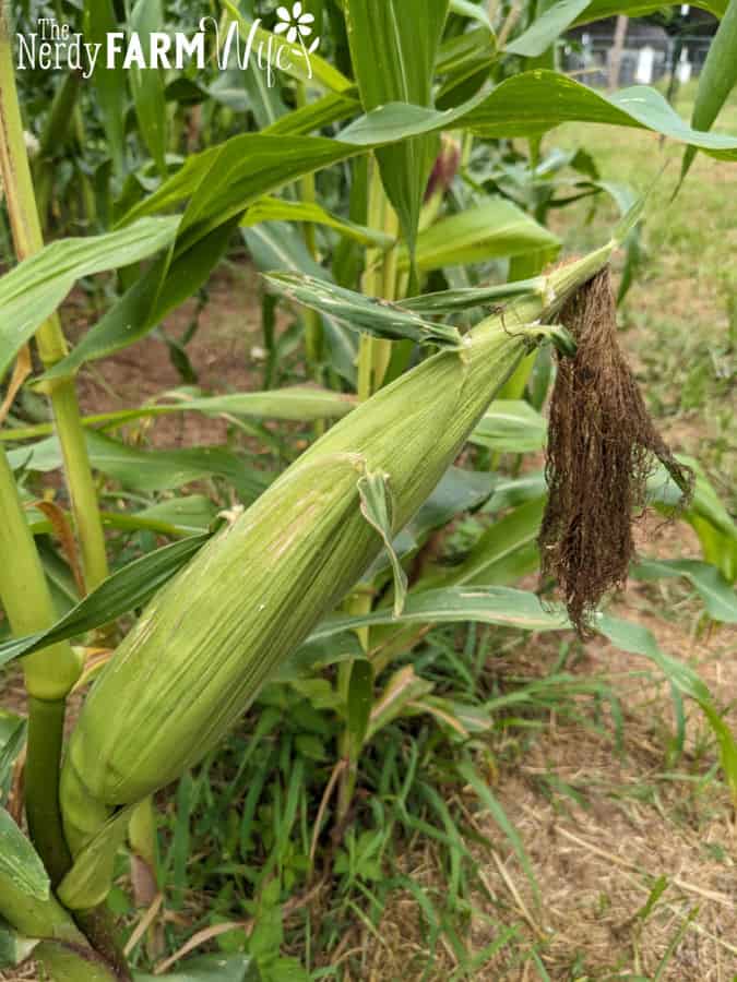 ear of corn on corn stalk