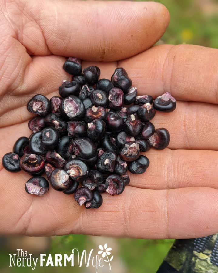 handful of dark purple corn seeds