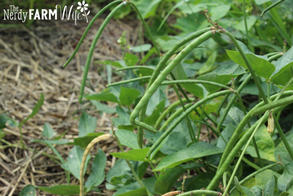 cowpea green pods