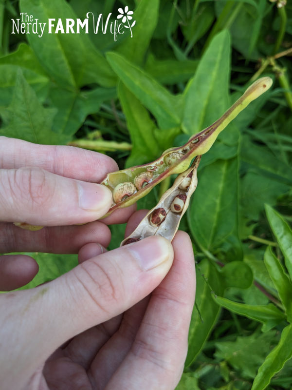 shelly and dry cowpeas in the pod side by side