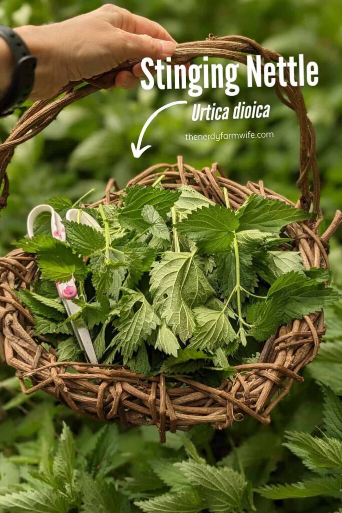 a basket of freshly harvested stinging nettle, Urtica dioica