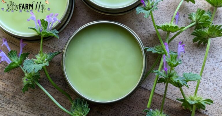 henbit salve for sore knees and other aches
