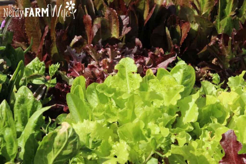green and red lettuce