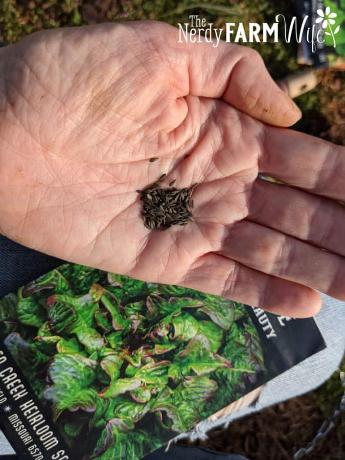 lettuce seeds in hand