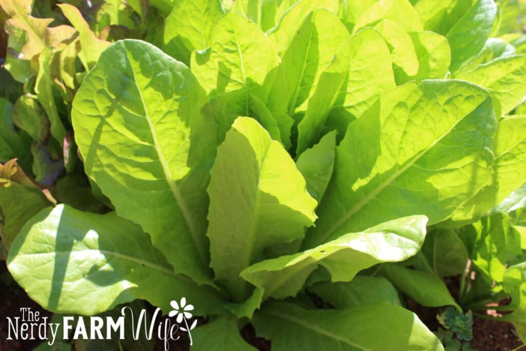 green lettuce
