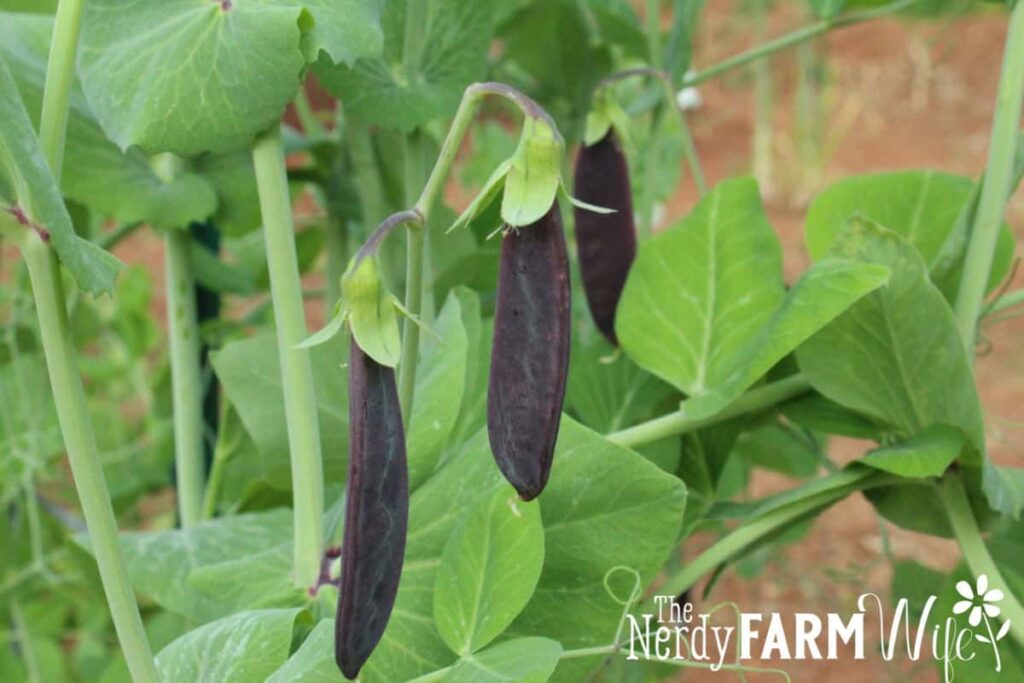 purple pea pods growing on plant