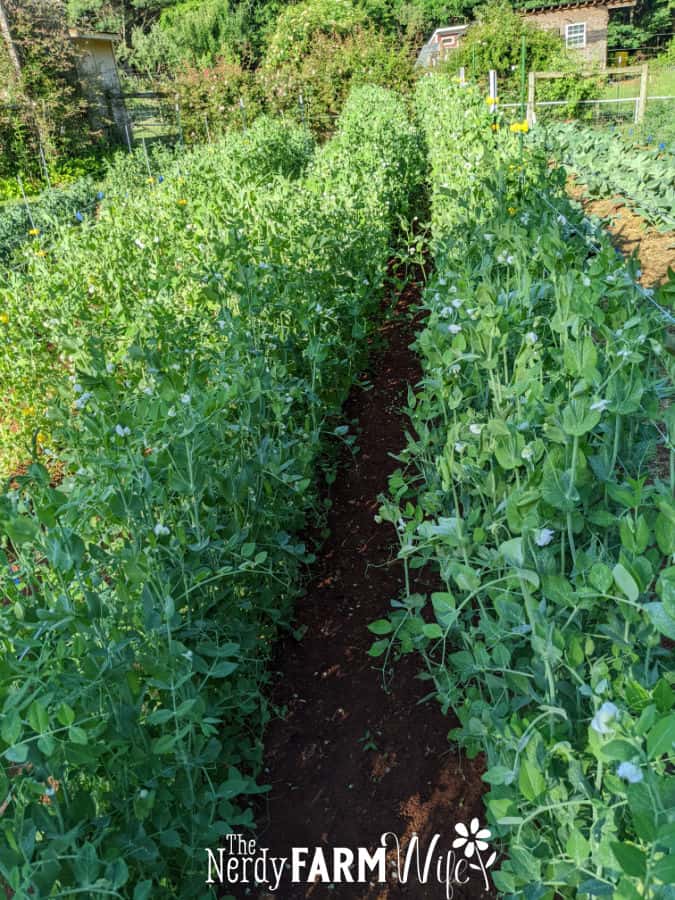 rows of pea plants