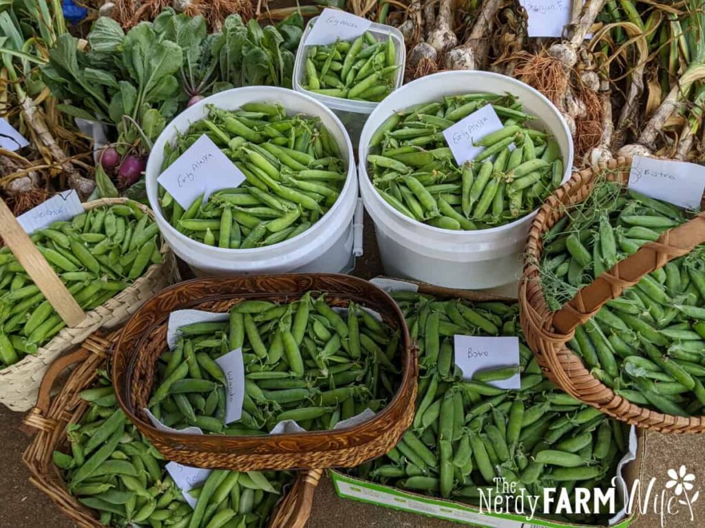 buckets and baskets of peas in front of other garden produce