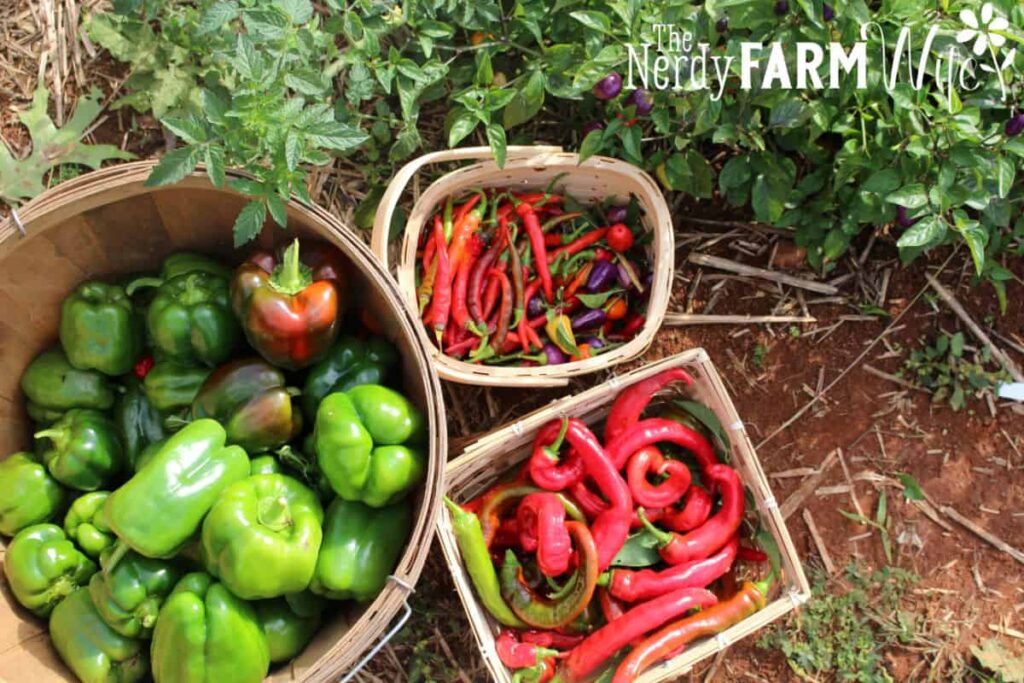 peppers in baskets in front of pepper plants