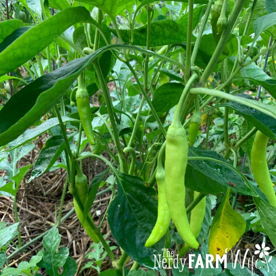 peppers growing on pepper plants