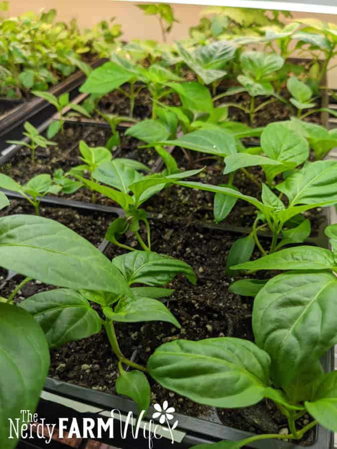 pepper seedlings in trays