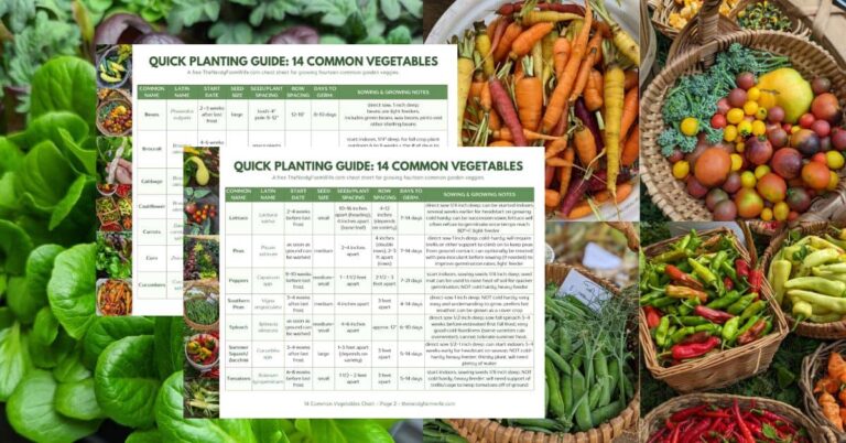 a printable cheat sheet to help you easily plant garden vegetables