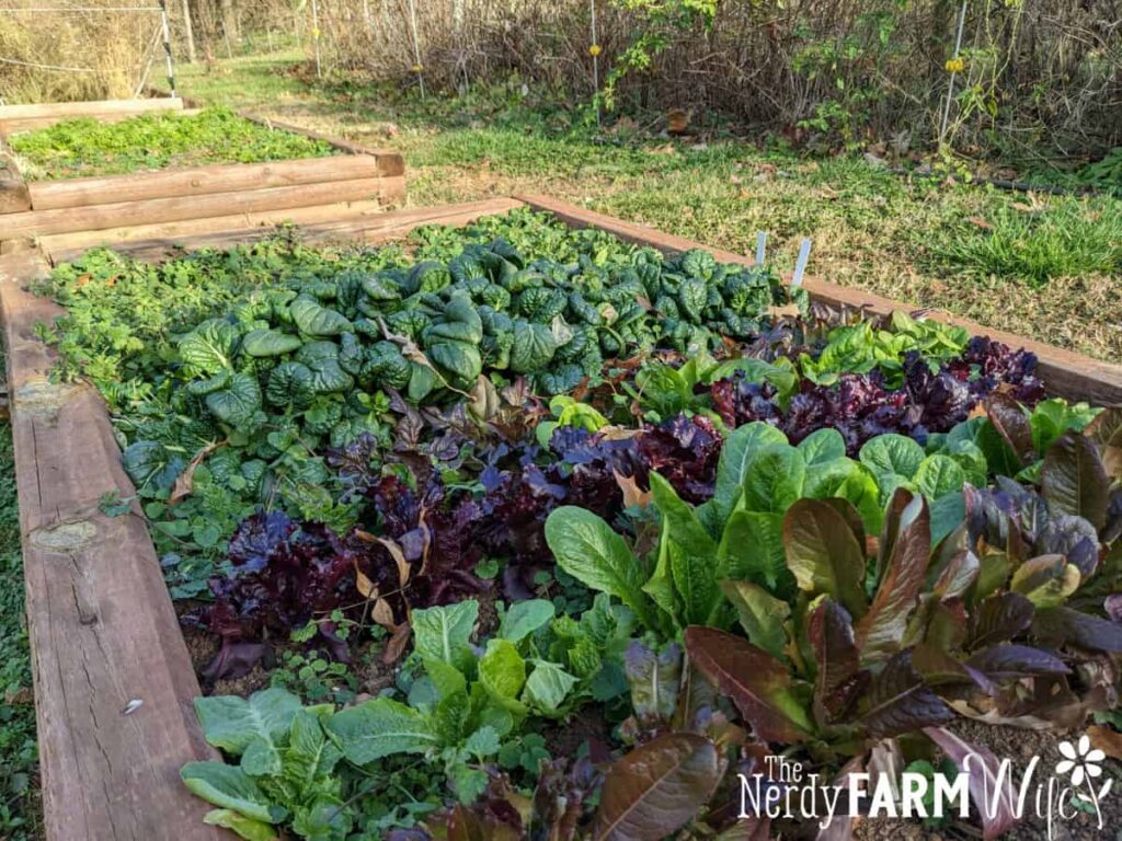 bed of mostly lettuce with a row of spinach