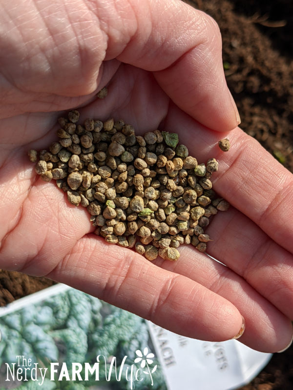 a handful of spinach seeds