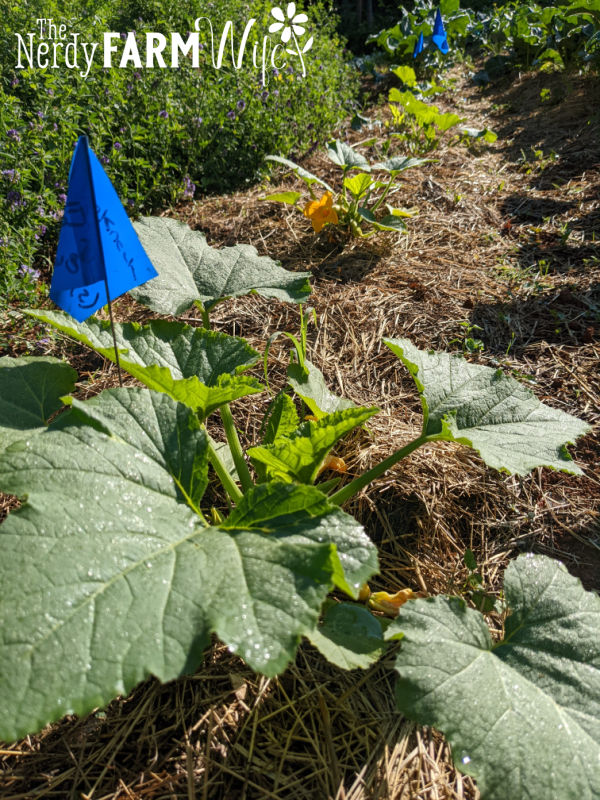 row of summer squash plants