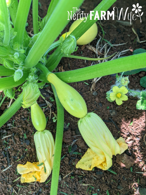 young crookneck squash with attached flowers