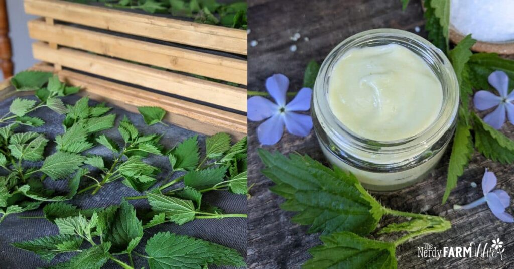 stinging nettle on drying racks and a homemade nettle lotion made with magnesium oil