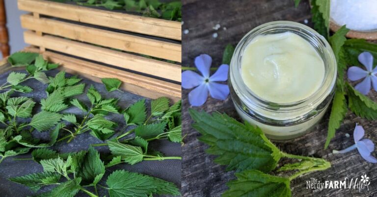 stinging nettle on drying racks and a homemade nettle lotion made with magnesium oil